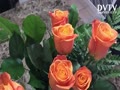 Got Orange rose!