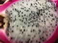 Dragon Fruit!