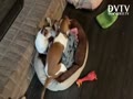 Lily & Stella play!