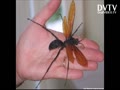 My Recent Vlog about Heidi Cuda about Tarantula Hawk vs Tarantula compare with Misinformation against Minds!