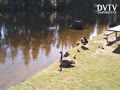 Canadian Goose with the babies