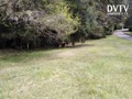 Four Deer in the park