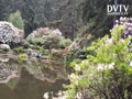 Oriental Garden and Lily Pond