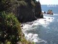 Big birds in the cliff at Cape Arago