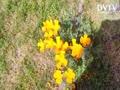 California Poppy