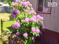 Purple Rhododendron (full blooms)