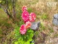 Old Dahlia, Lily, Rose and Wildflowers