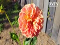 A New Dahlia (full bloom flower)