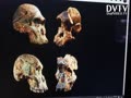 Oldest Australopithecus fossils