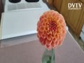 Crichton Honey Dahlia