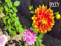 Ketchup and Mustard Dahlia