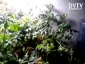 Tomatoes in AeroGarden